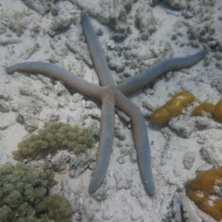 Апартаменти Wasini Raha Snorkeling And Diving Екстер'єр фото