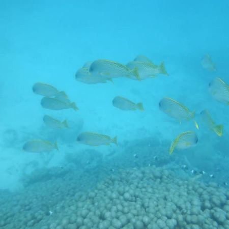 Апартаменти Wasini Raha Snorkeling And Diving Екстер'єр фото