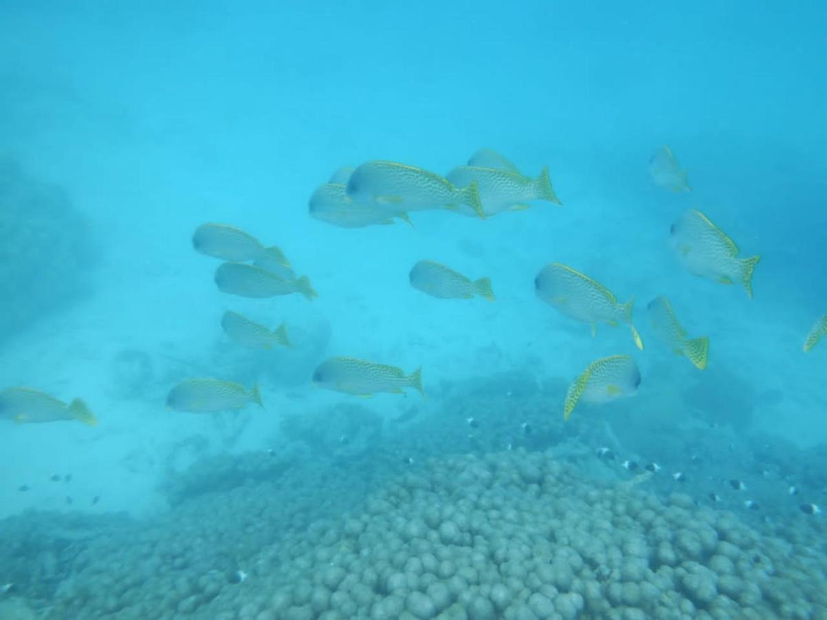Апартаменти Wasini Raha Snorkeling And Diving Екстер'єр фото