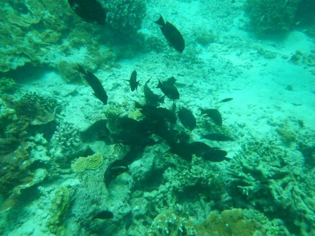 Апартаменти Wasini Raha Snorkeling And Diving Екстер'єр фото