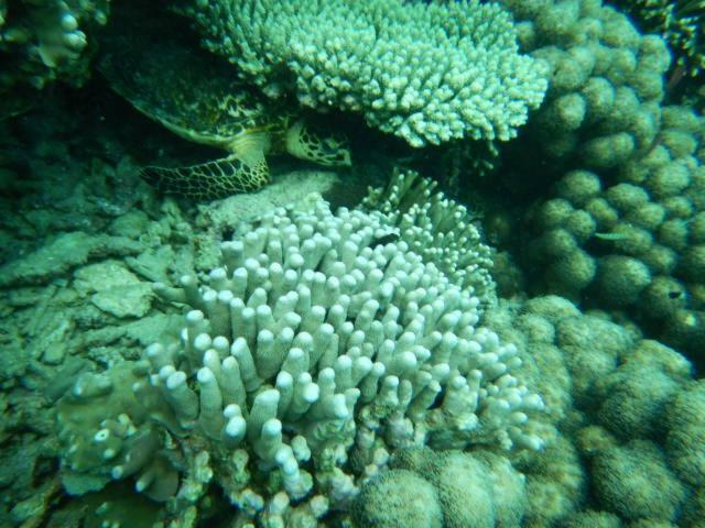 Апартаменти Wasini Raha Snorkeling And Diving Екстер'єр фото